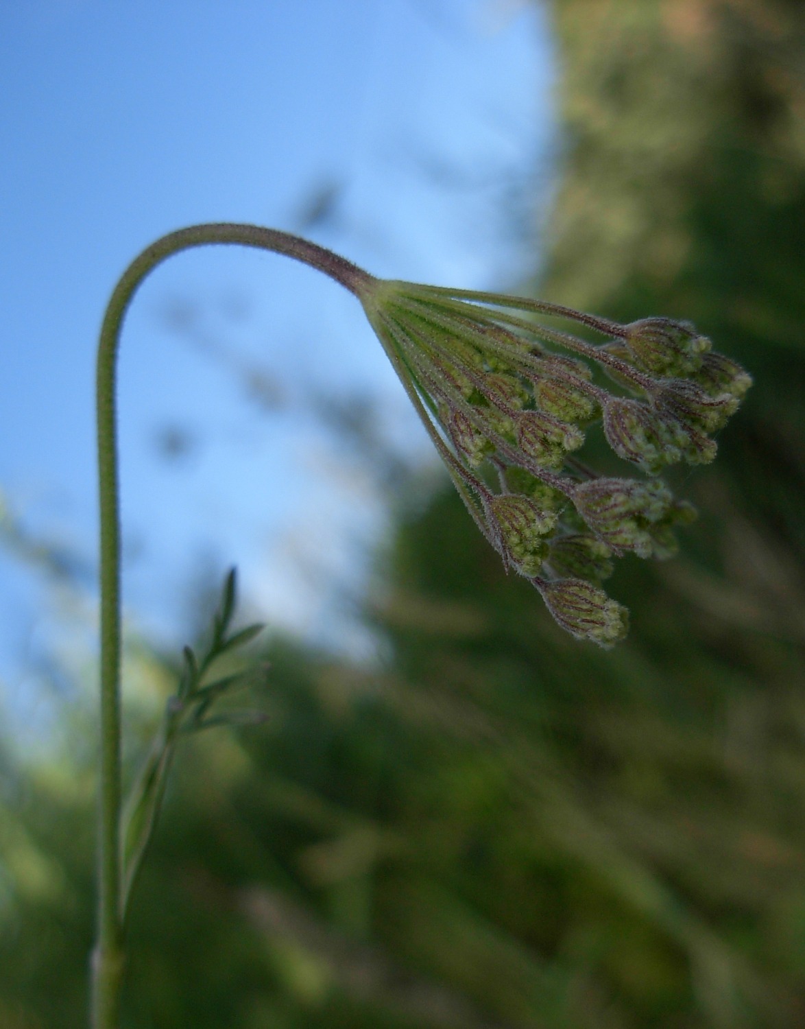 Pimpinella peregrina L./Tragoselino calcitrappa